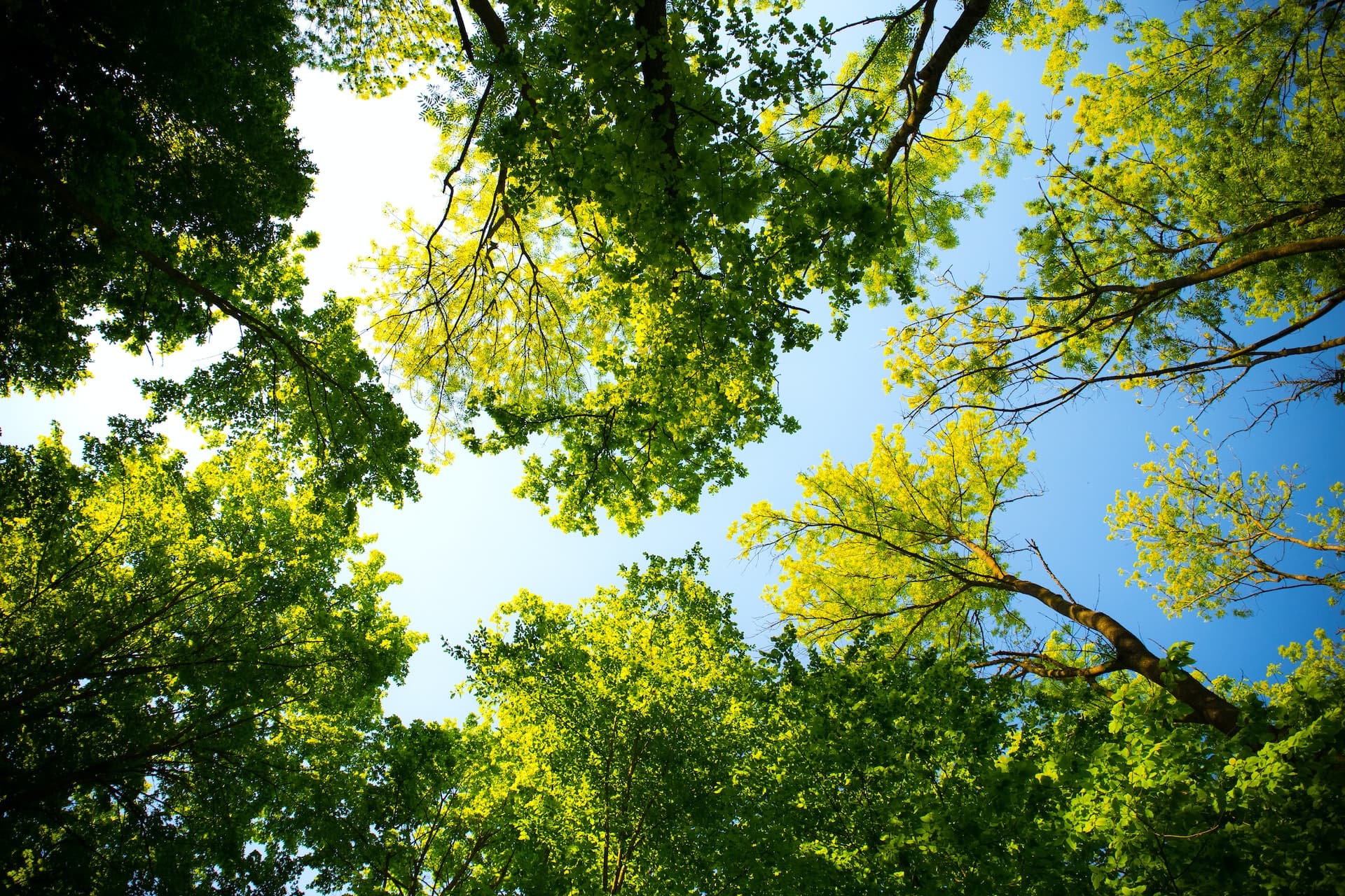 Pioneer Park Kitchener Neighbourhood Guide